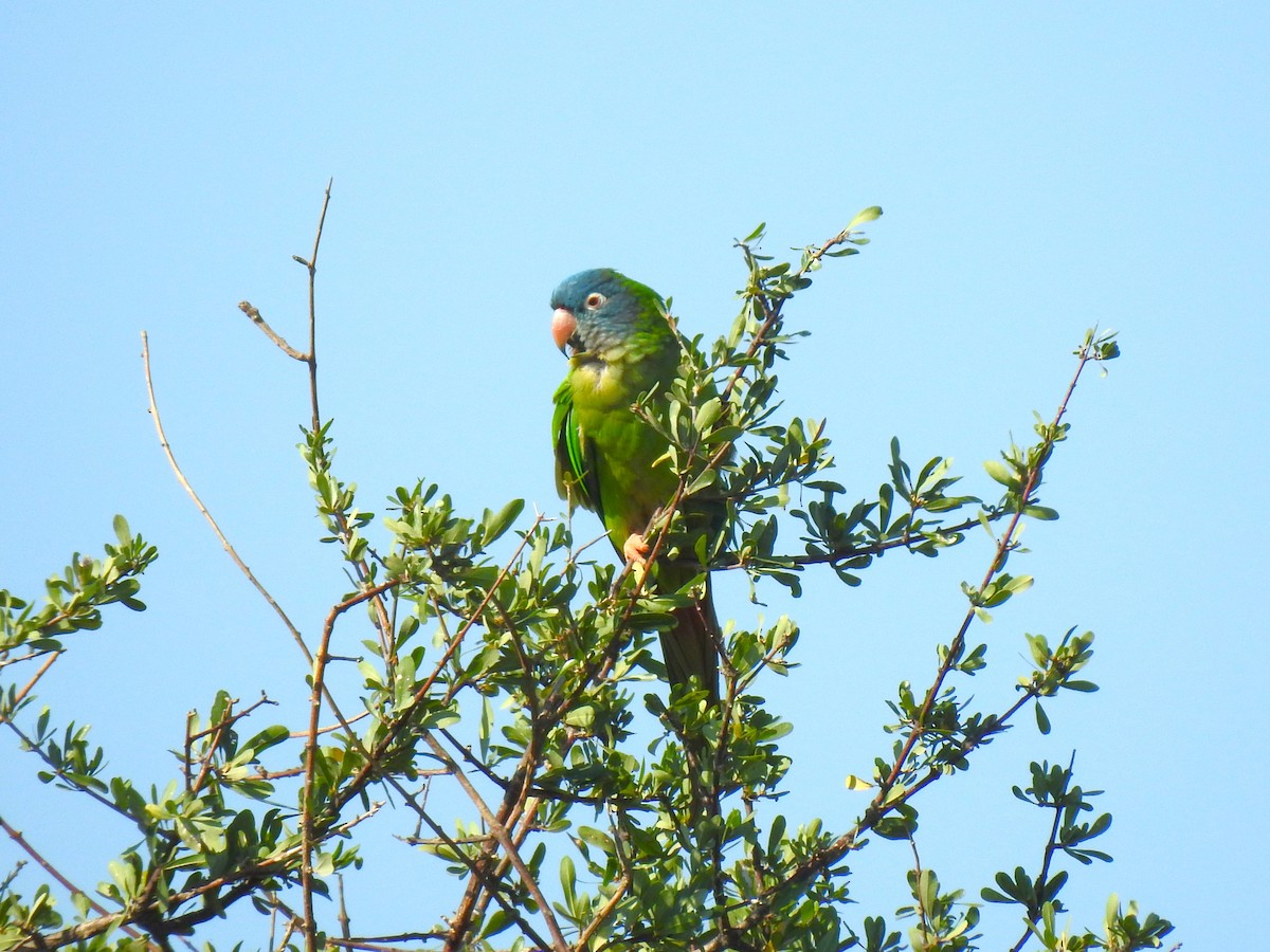 Blue-crowned Parakeet - ML620066863