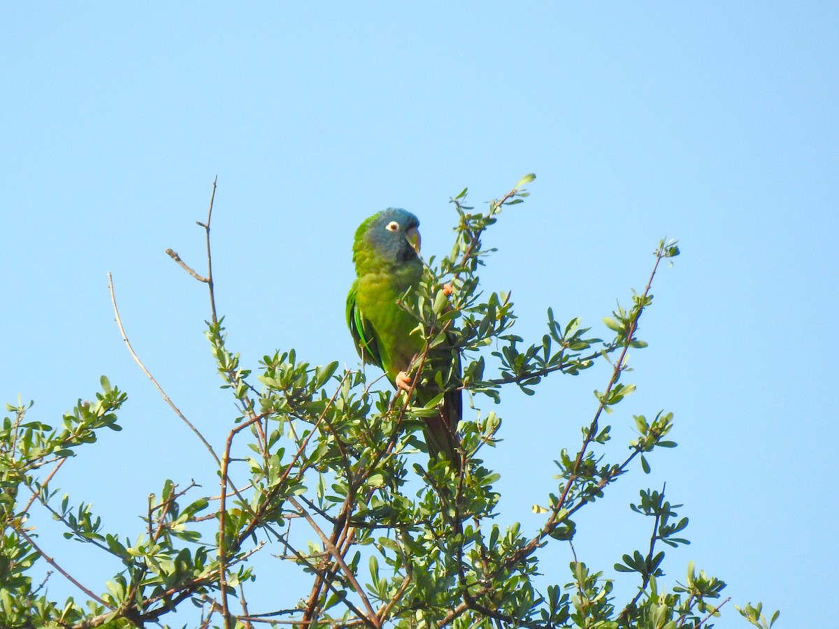 Blue-crowned Parakeet - ML620066864