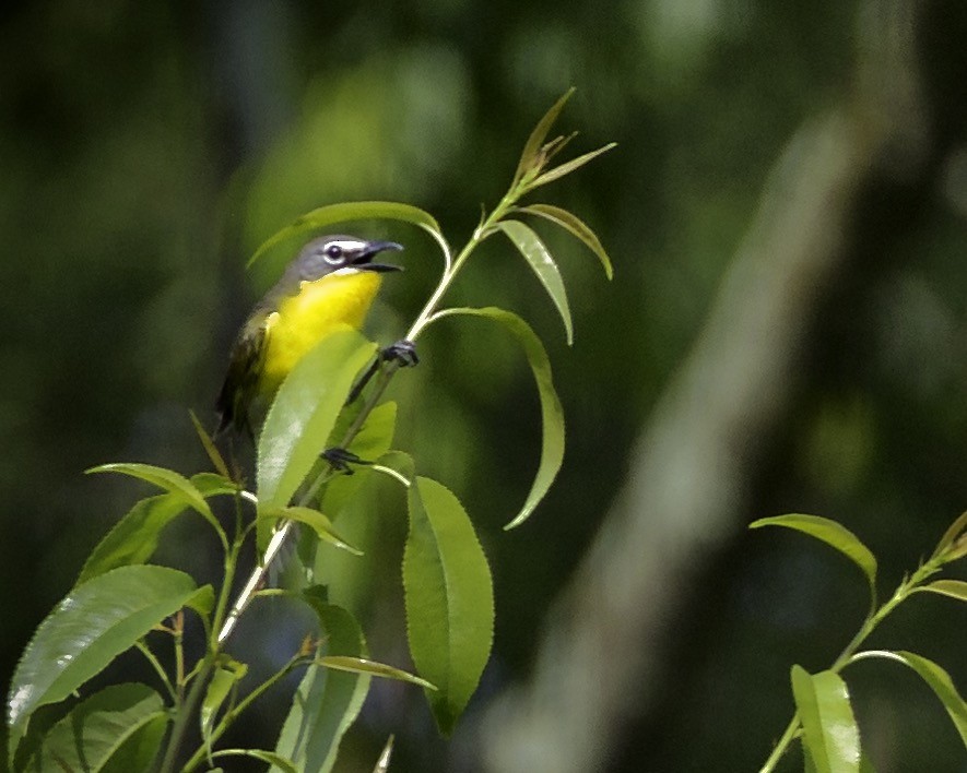 Yellow-breasted Chat - ML620066878