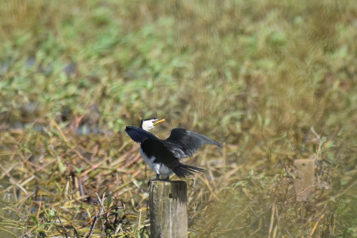 Little Pied Cormorant - ML620066883