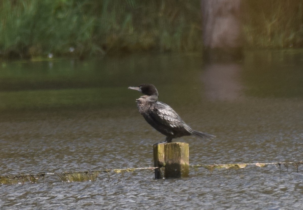 Cormorán Totinegro - ML620066884