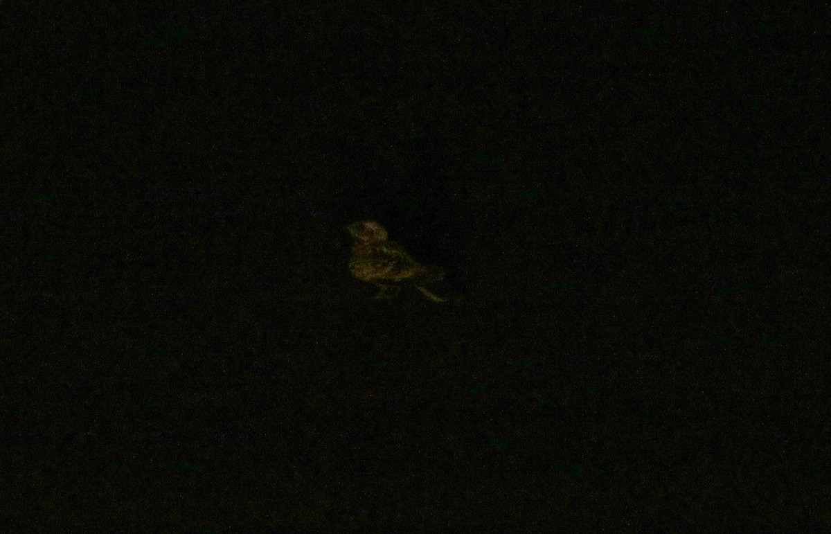 Indian Nightjar - ML620066902