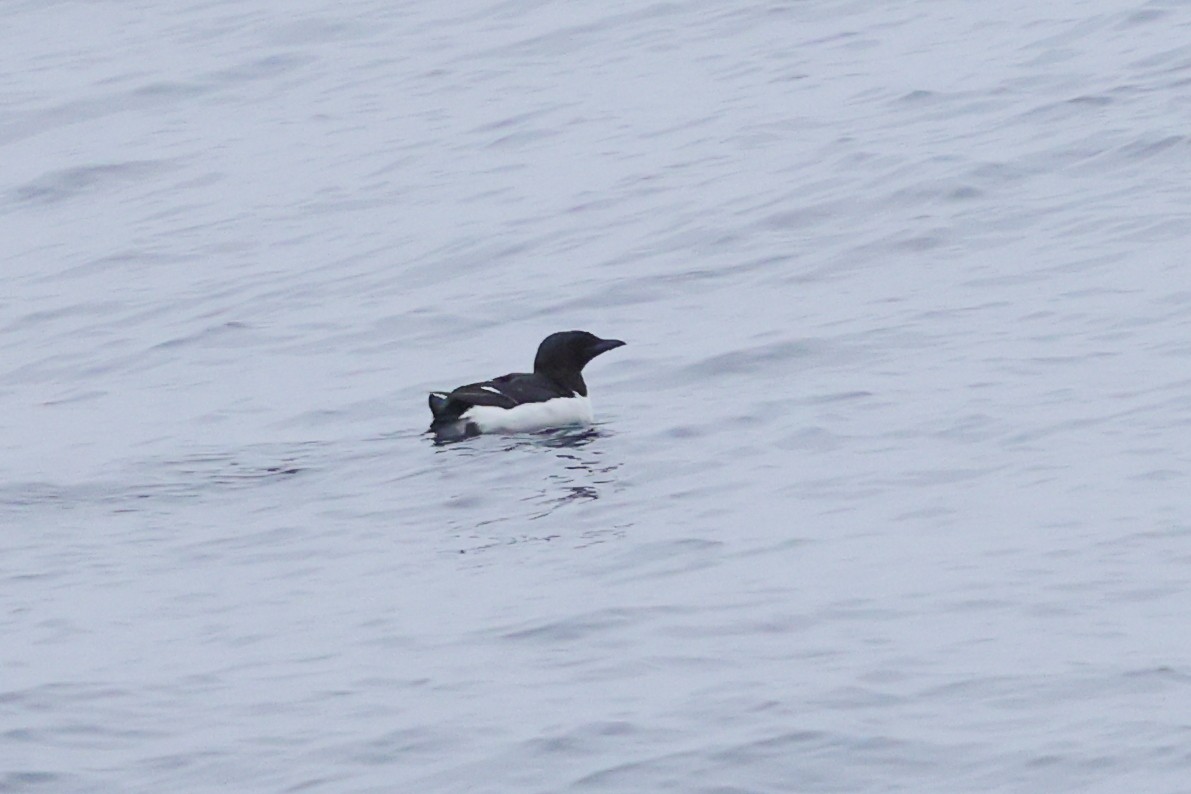 Thick-billed Murre - ML620066928