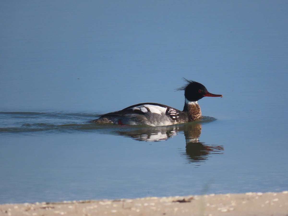 Red-breasted Merganser - ML620066937