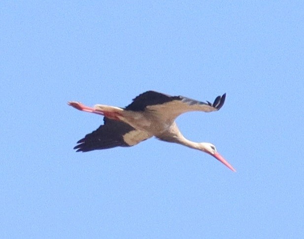 White Stork - ML620066939
