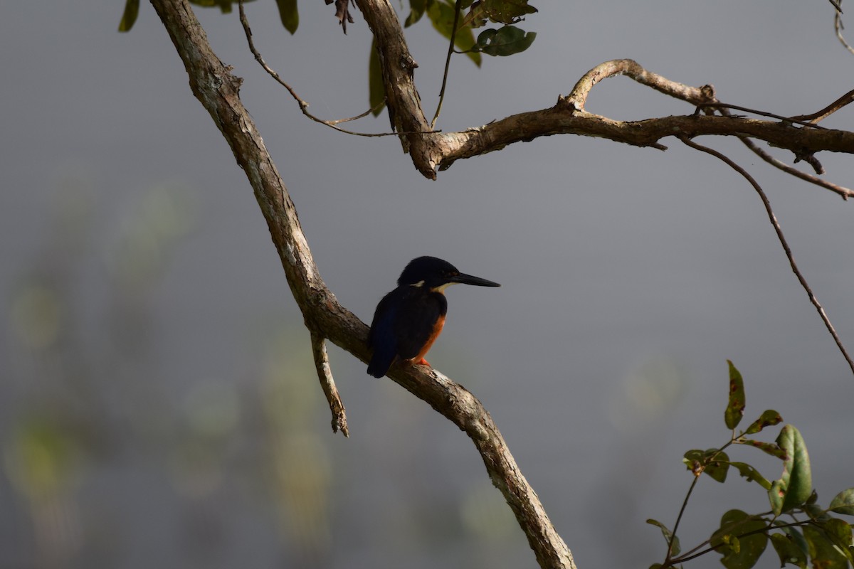 Azure Kingfisher - ML620066940