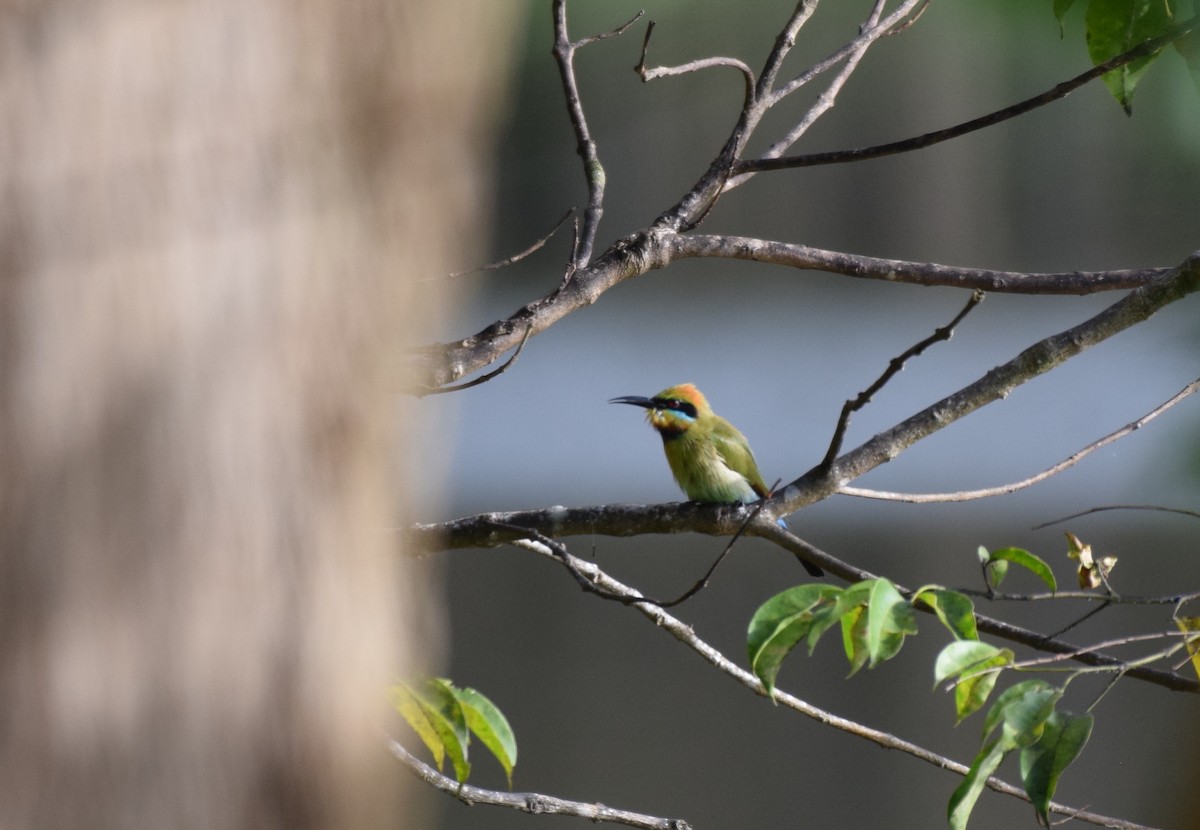 Rainbow Bee-eater - ML620066952