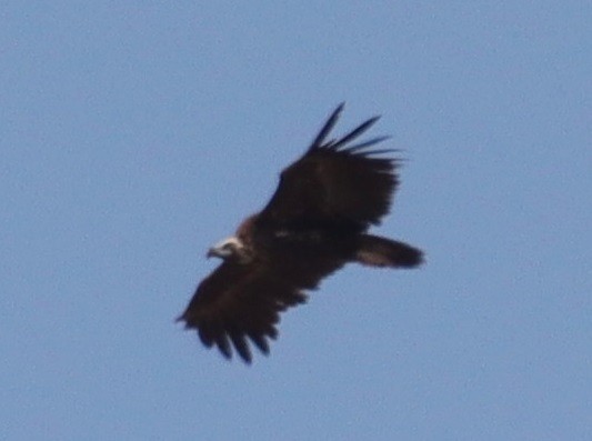 Cinereous Vulture - ML620066957