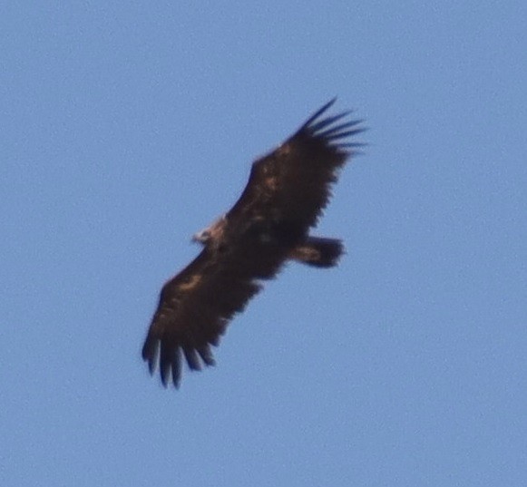 Cinereous Vulture - ML620066958