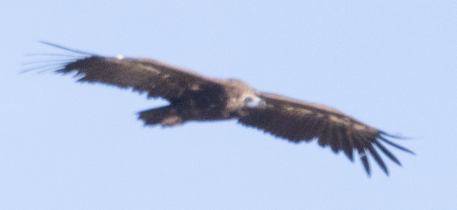 Cinereous Vulture - ML620066959