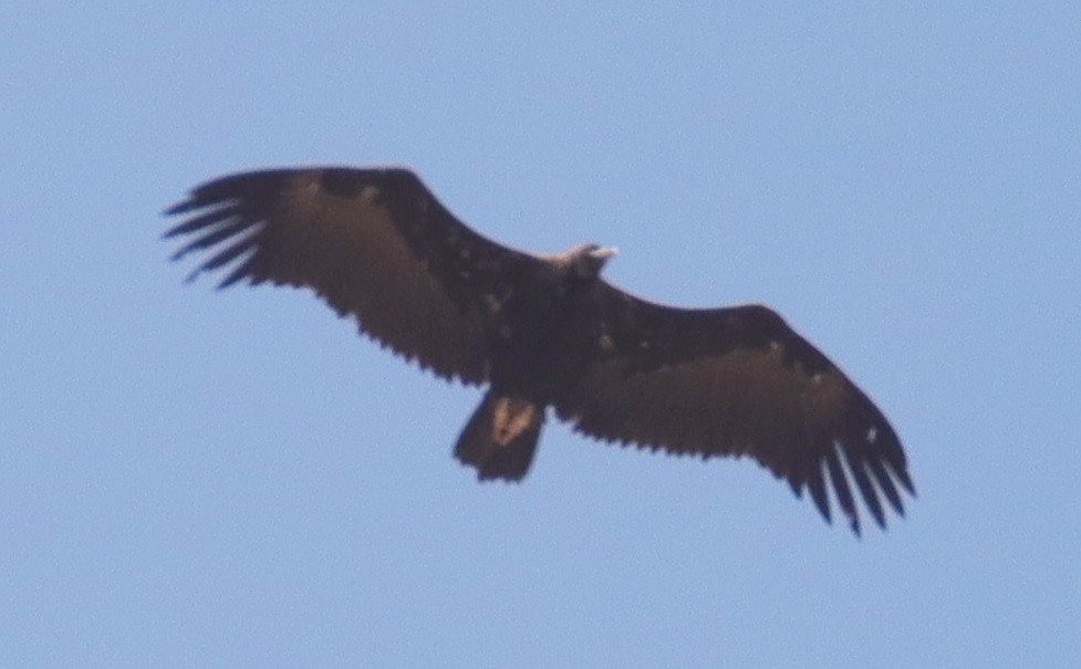 Cinereous Vulture - ML620066961
