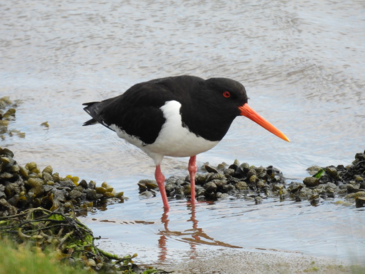 Eurasian Oystercatcher - ML620066975