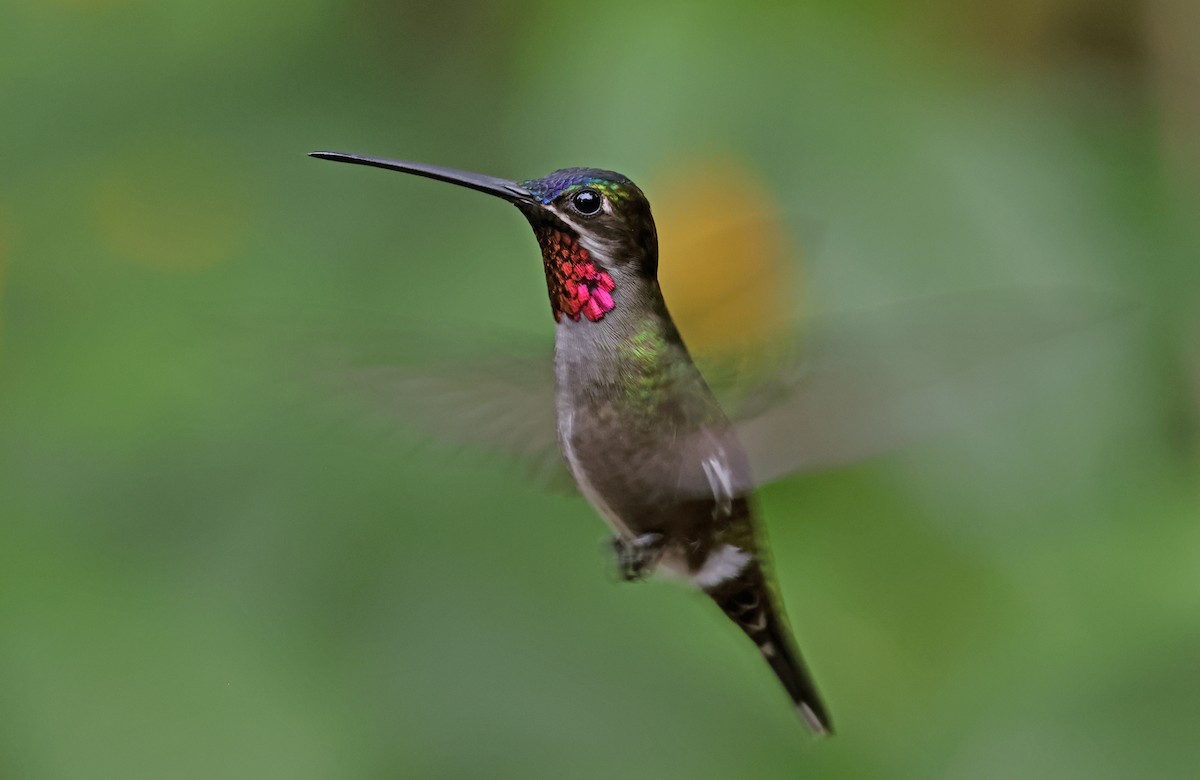 Long-billed Starthroat - ML620066978