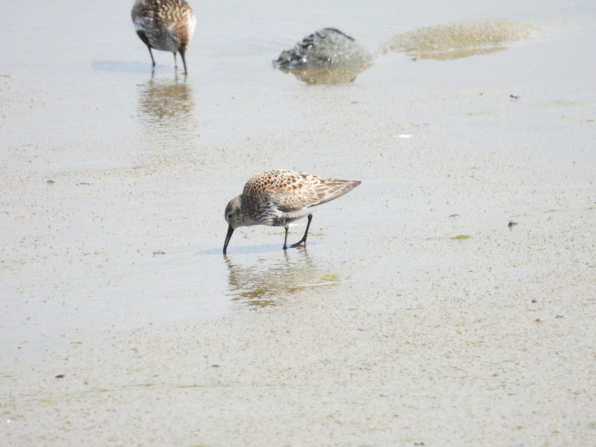 Dunlin - ML620066984