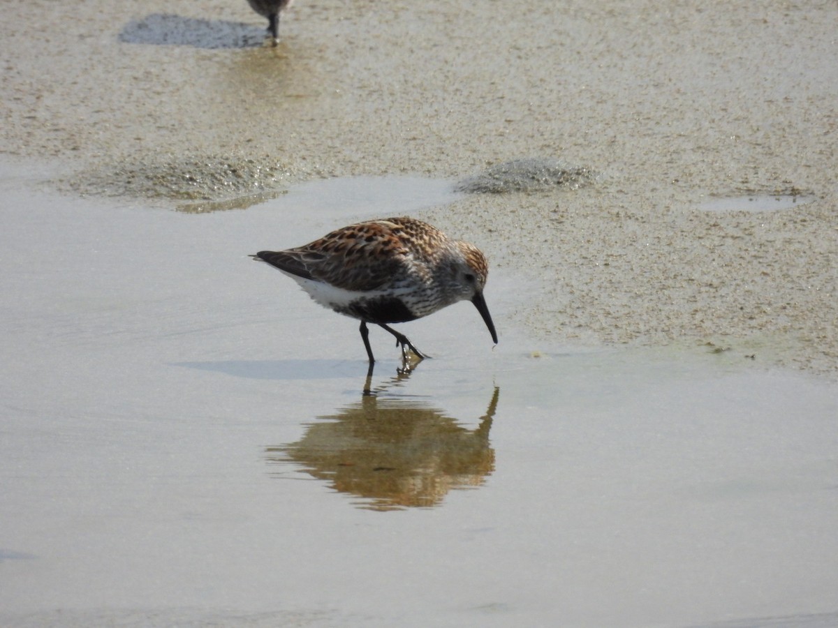 Dunlin - ML620066985