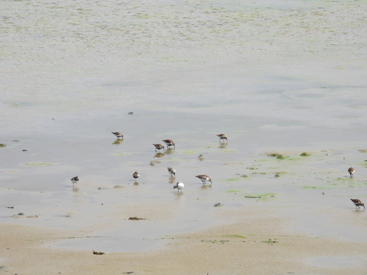 Dunlin - ML620066986