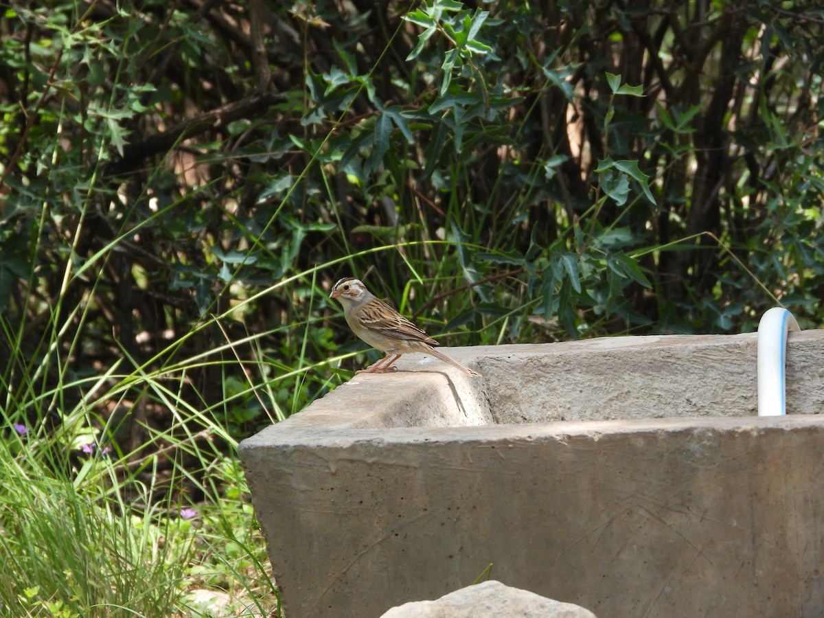 Clay-colored Sparrow - ML620067002
