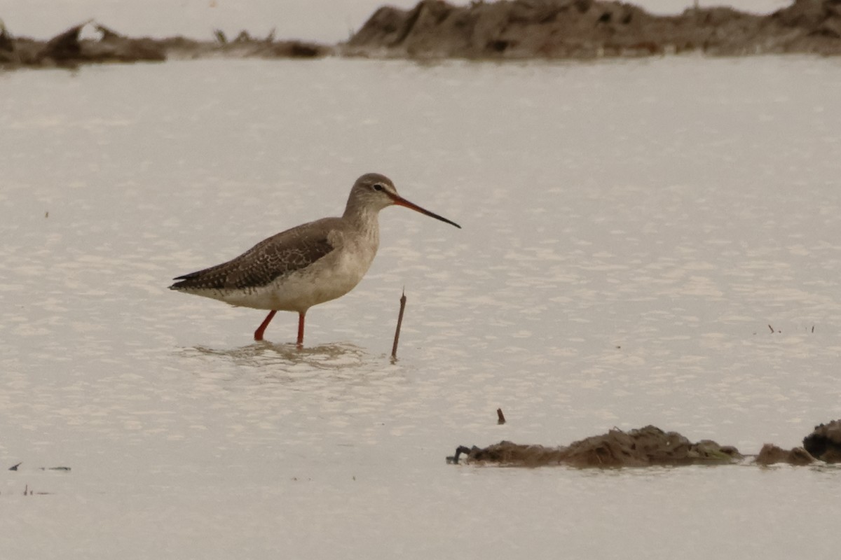 Spotted Redshank - ML620067008