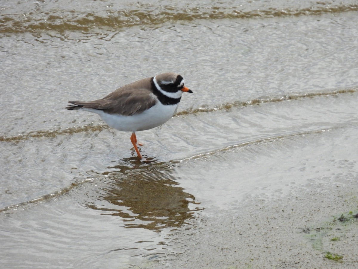 Sandregenpfeifer - ML620067009