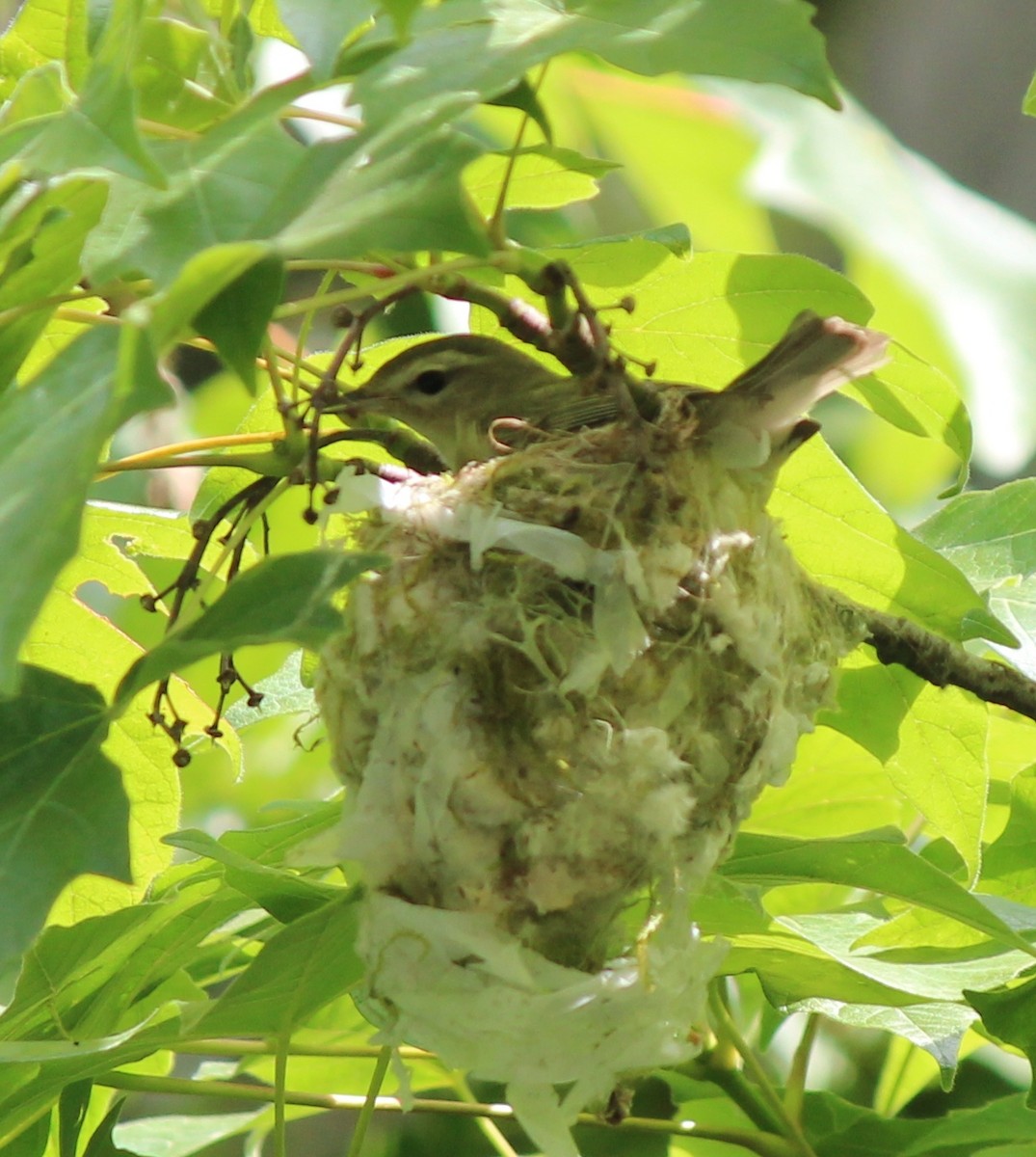 Warbling Vireo - ML62006701