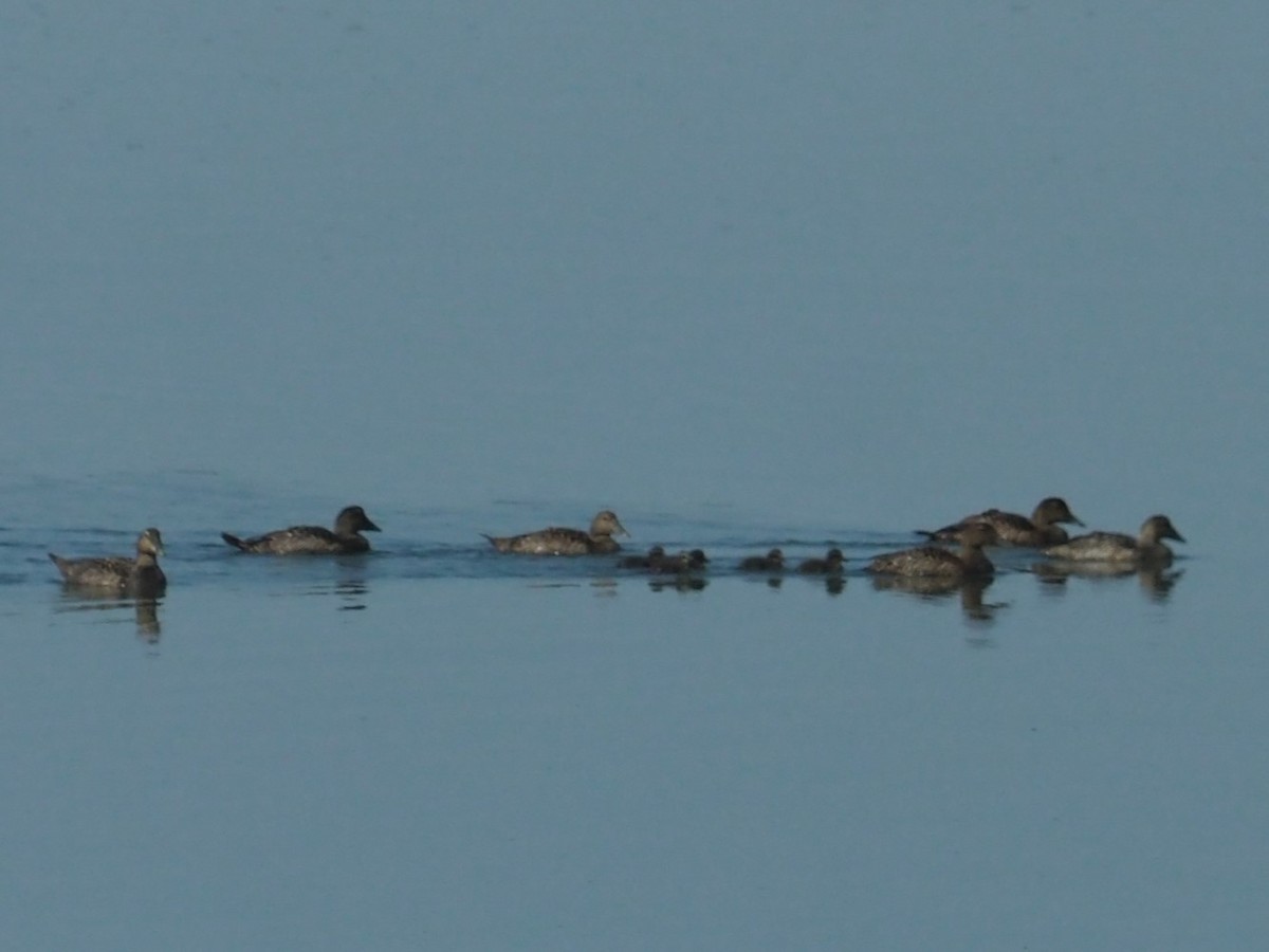 Common Eider - ML620067010