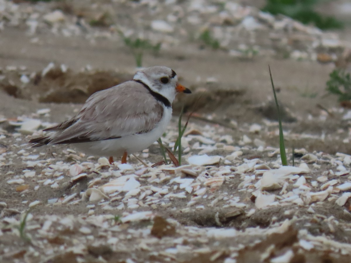 Piping Plover - ML620067011