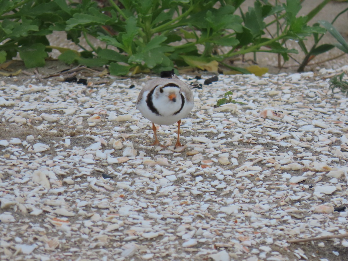 Piping Plover - ML620067012