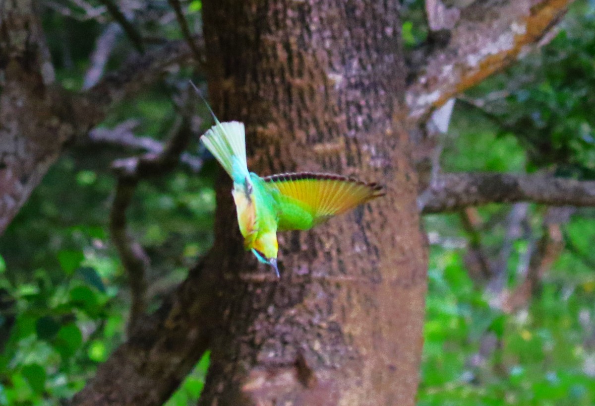 Asian Green Bee-eater - ML620067014