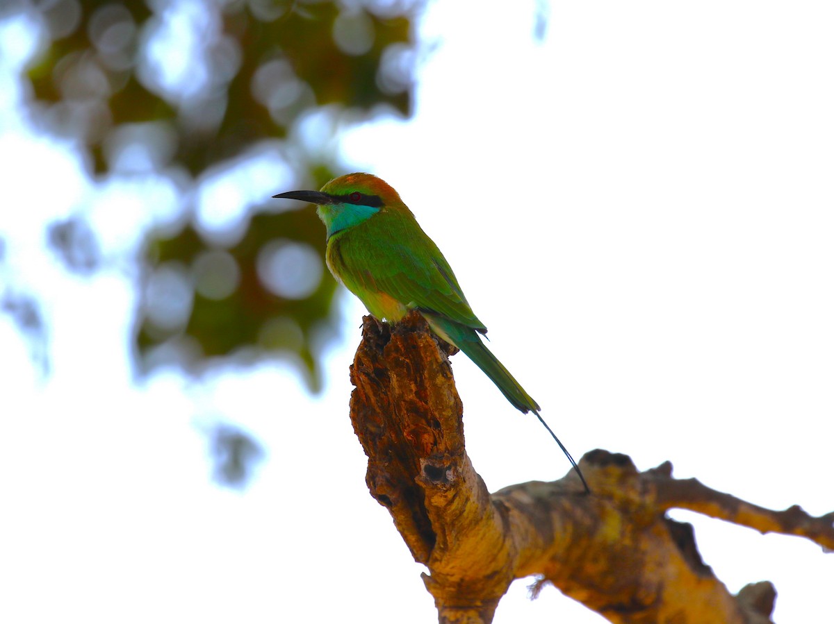 Asian Green Bee-eater - ML620067017