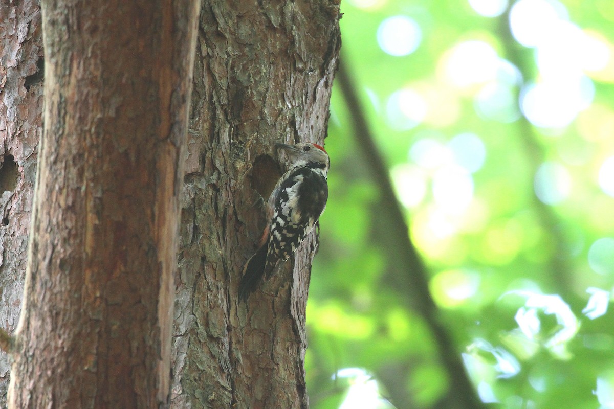 Middle Spotted Woodpecker - ML620067025
