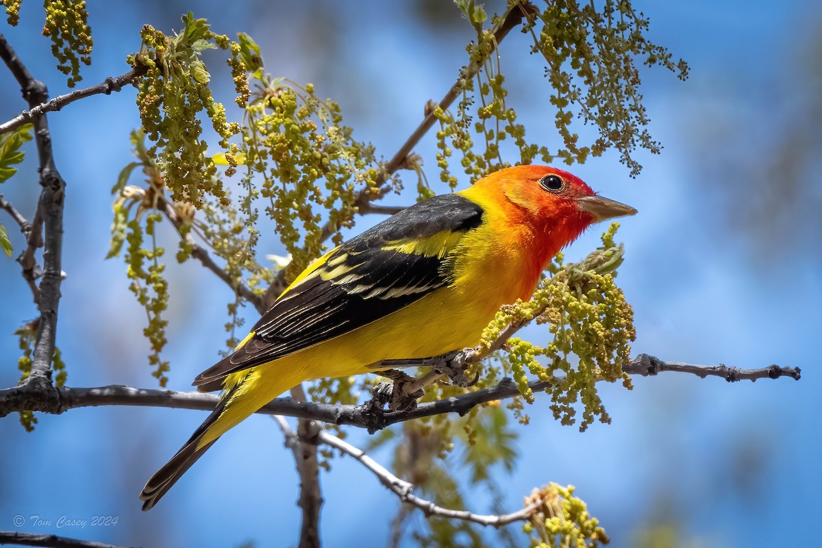 Western Tanager - ML620067033