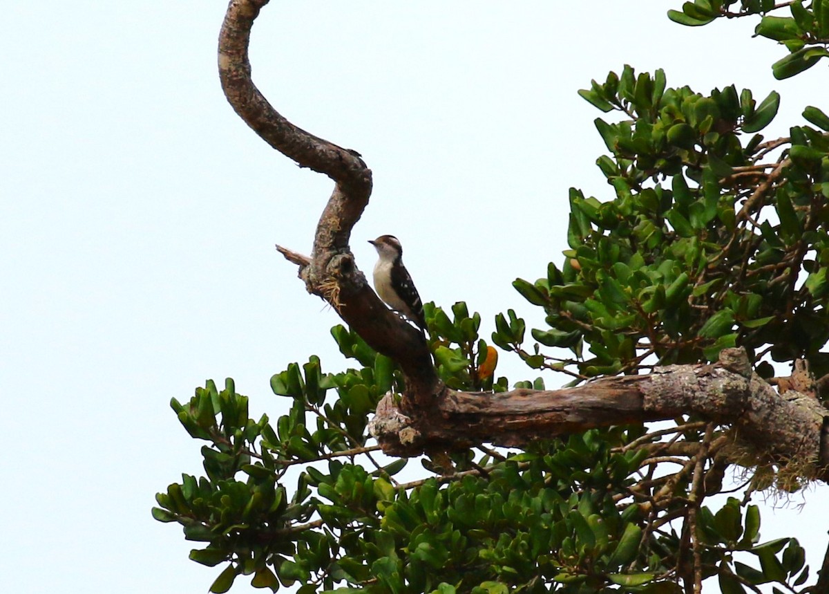 Brown-capped Pygmy Woodpecker - ML620067037