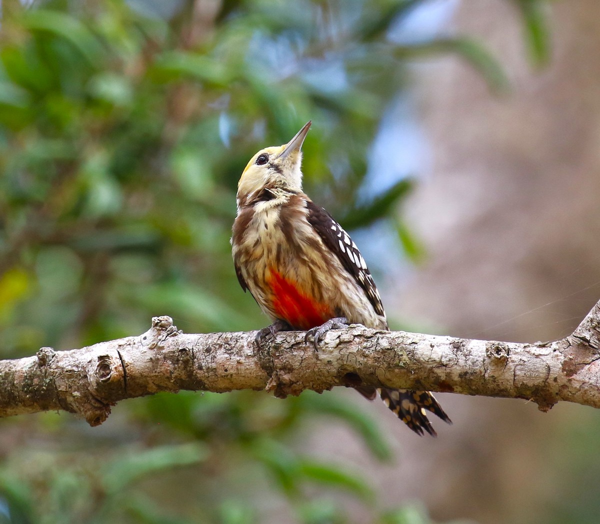 Yellow-crowned Woodpecker - ML620067048