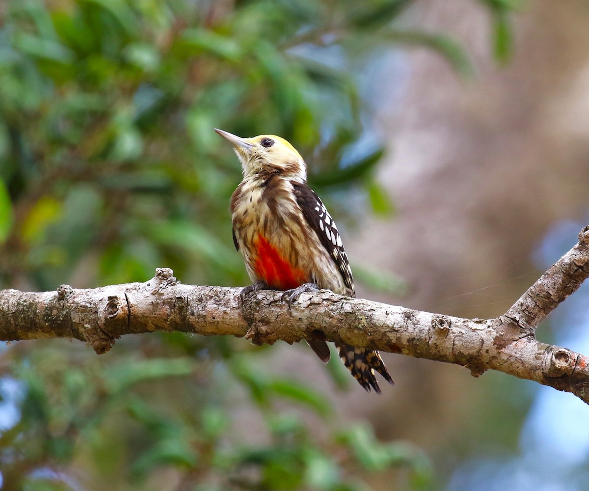 Yellow-crowned Woodpecker - ML620067049