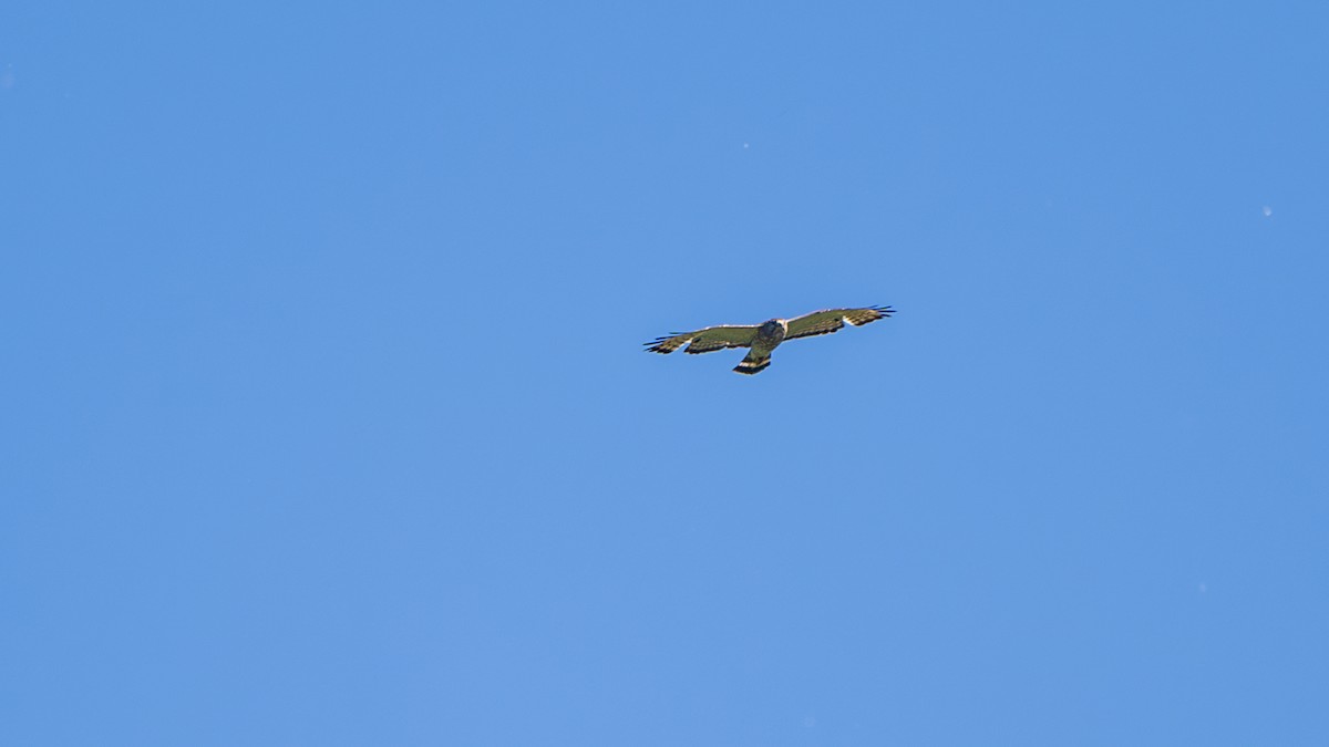 Broad-winged Hawk - ML620067058