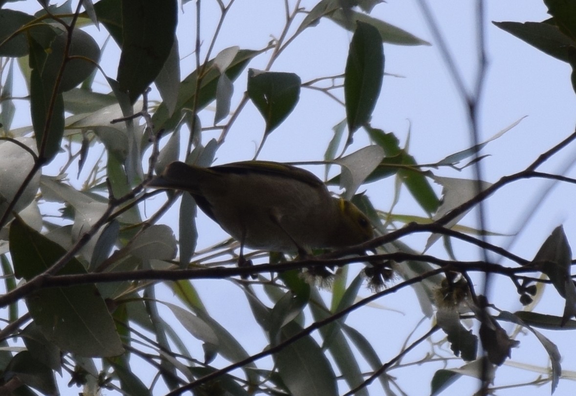 Yellow-tinted Honeyeater - ML620067064