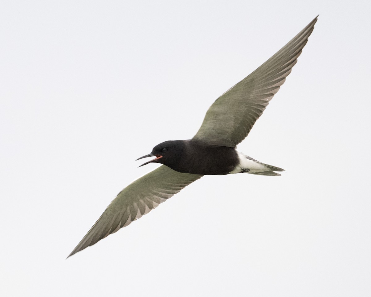 Black Tern - ML620067103