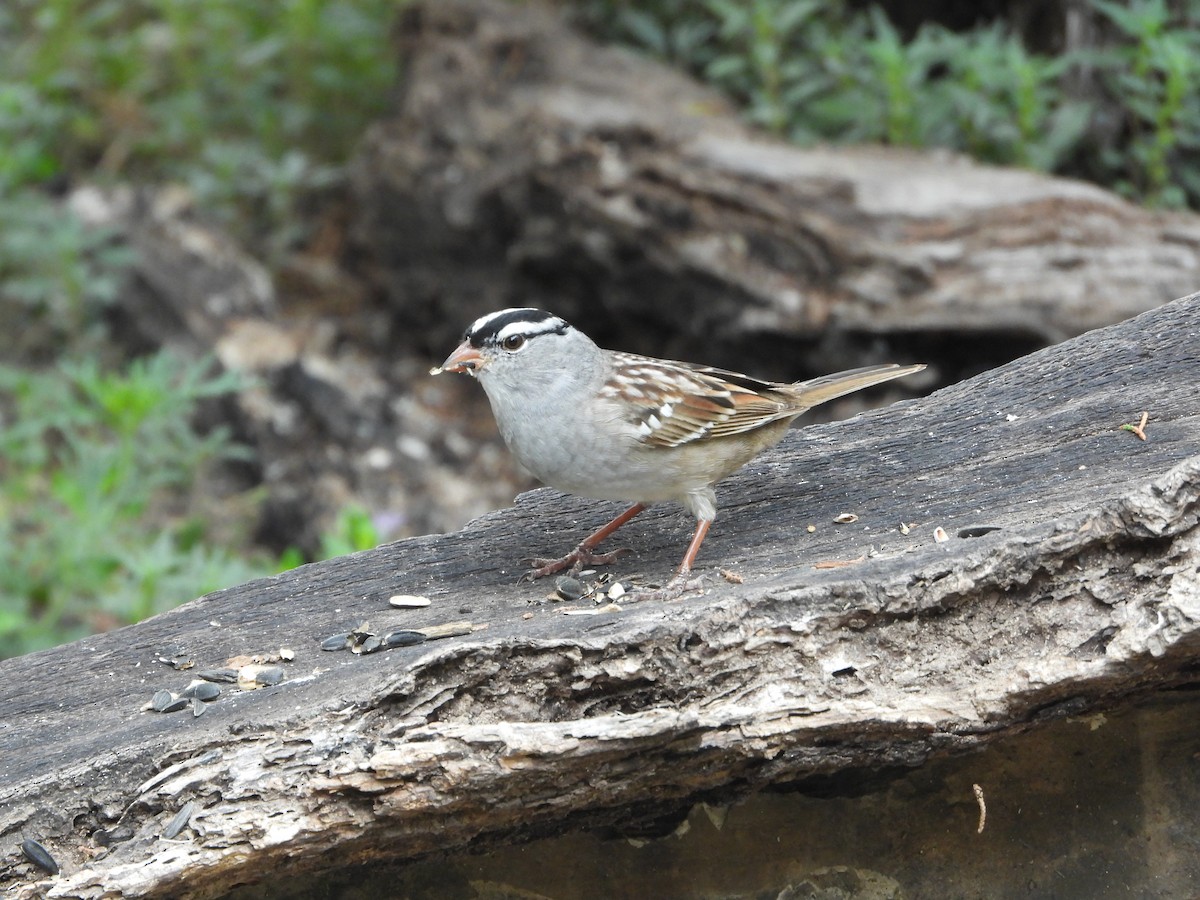 White-crowned Sparrow - ML620067123