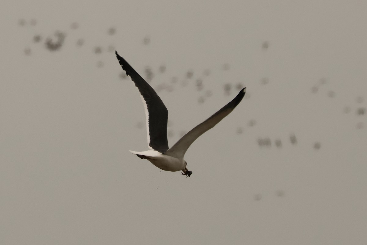 Lesser Black-backed Gull - Alexandre Hespanhol Leitão