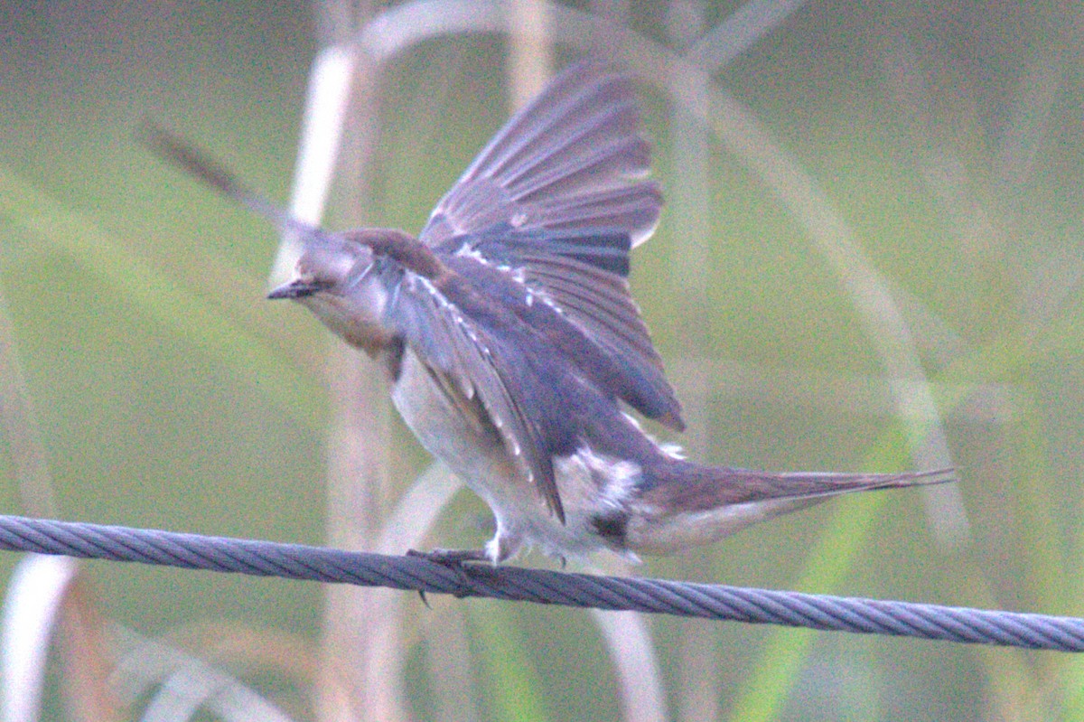 Hirondelle bicolore - ML620067143