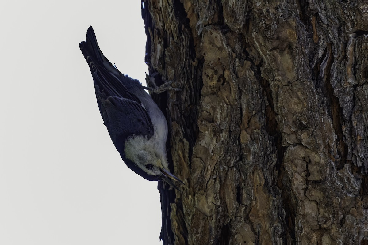 White-breasted Nuthatch (Interior West) - ML620067147