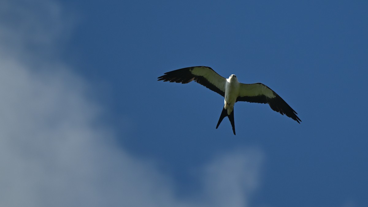 Swallow-tailed Kite - ML620067148
