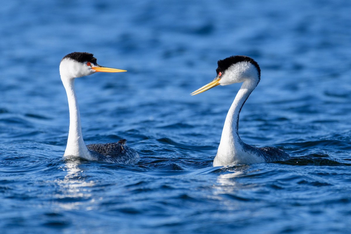 Clark's Grebe - ML620067156