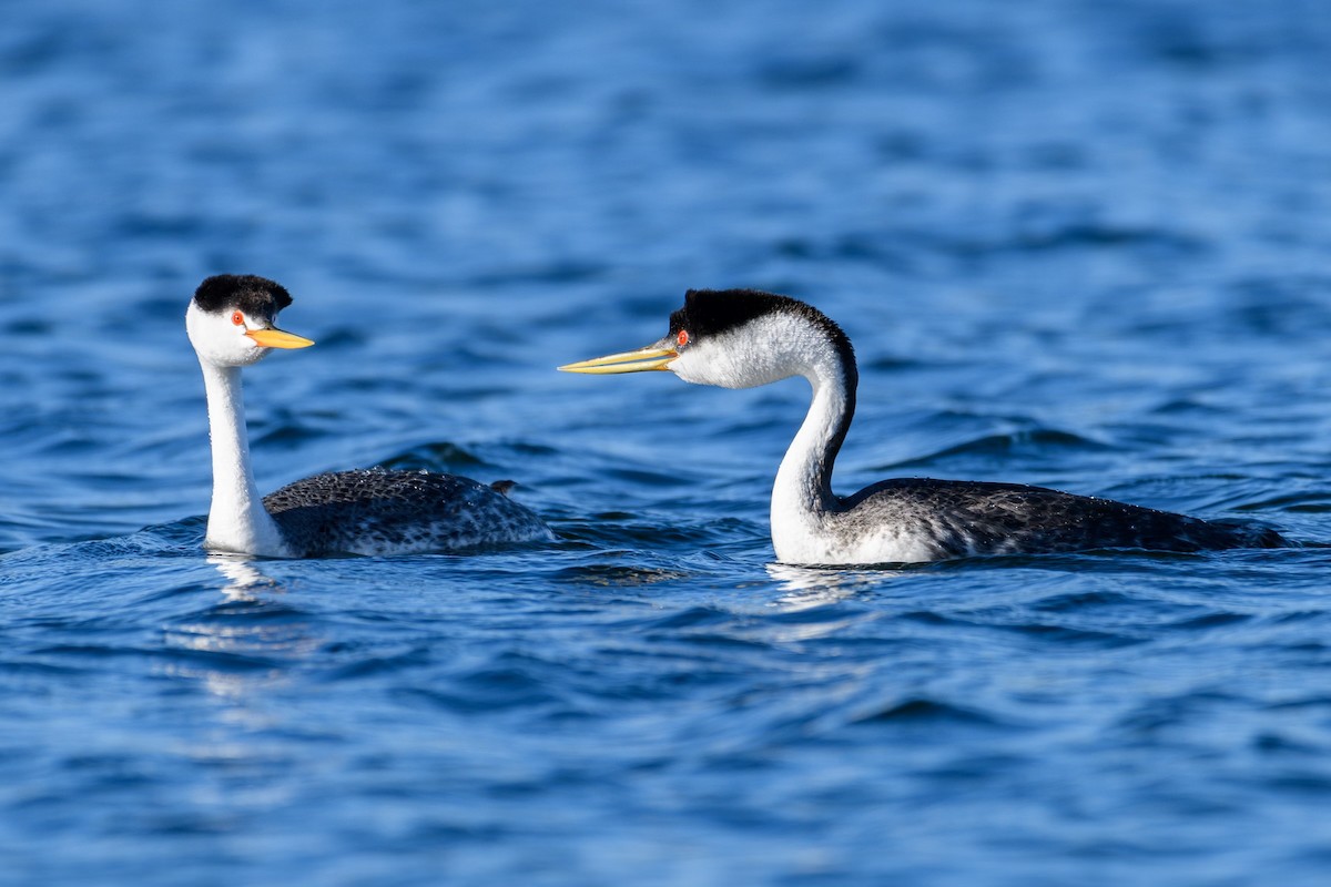 Clark's Grebe - ML620067157