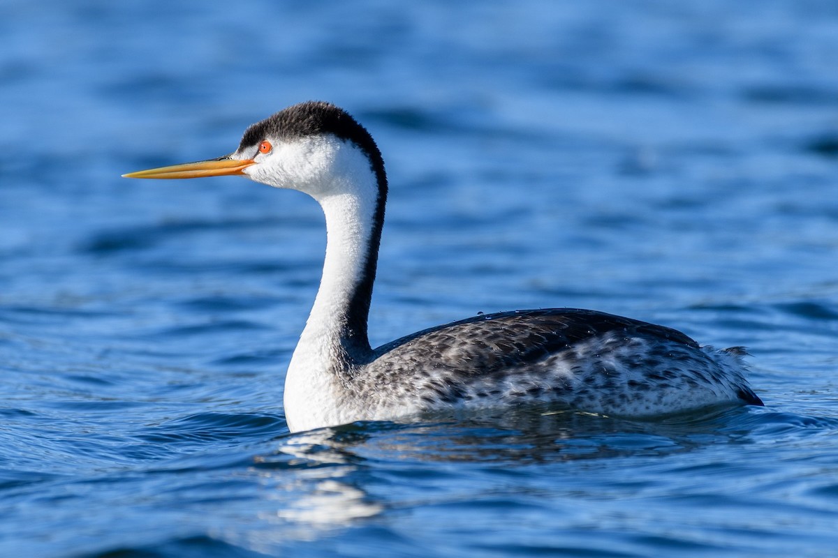 Clark's Grebe - Markus Weilmeier