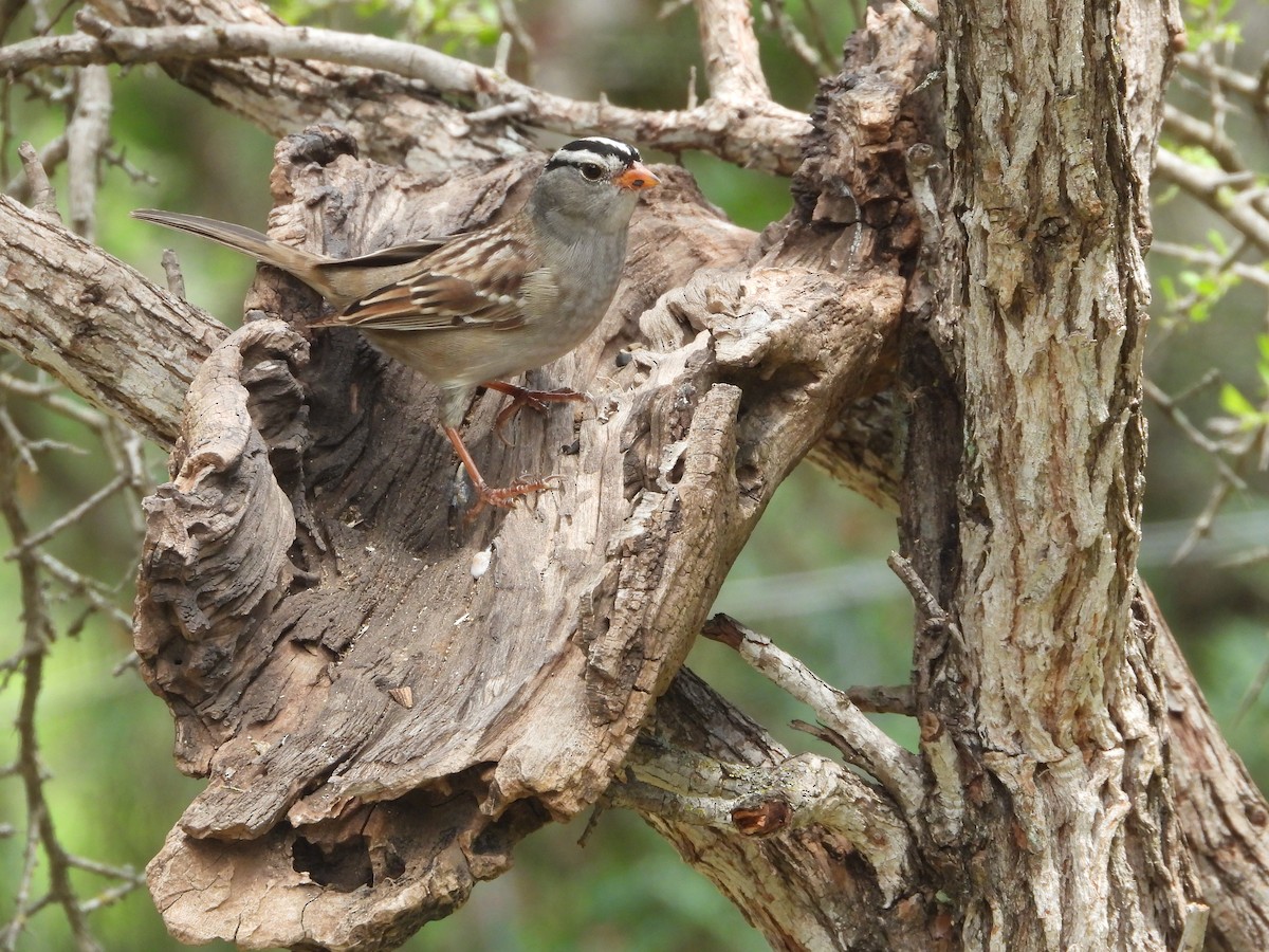 White-crowned Sparrow (Gambel's) - ML620067163