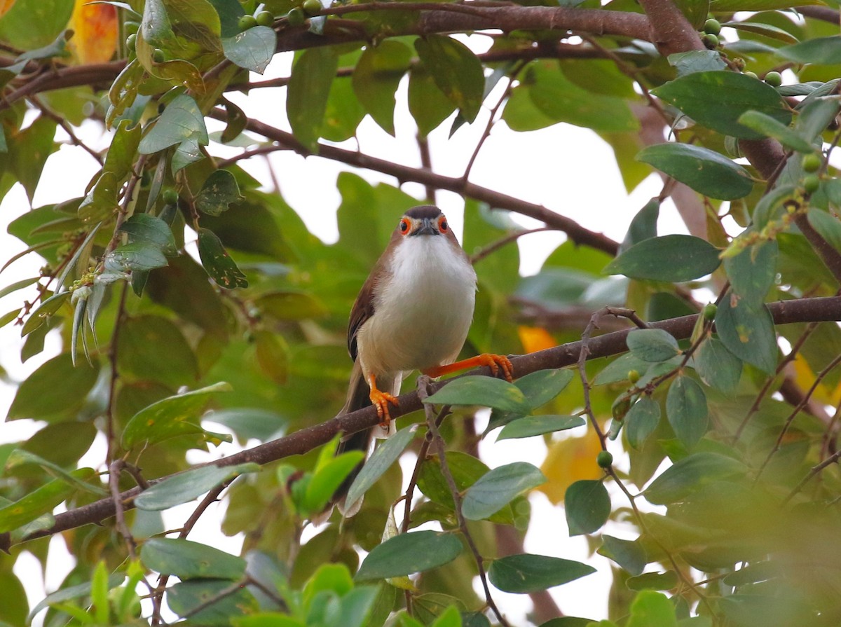 Yellow-eyed Babbler - ML620067169