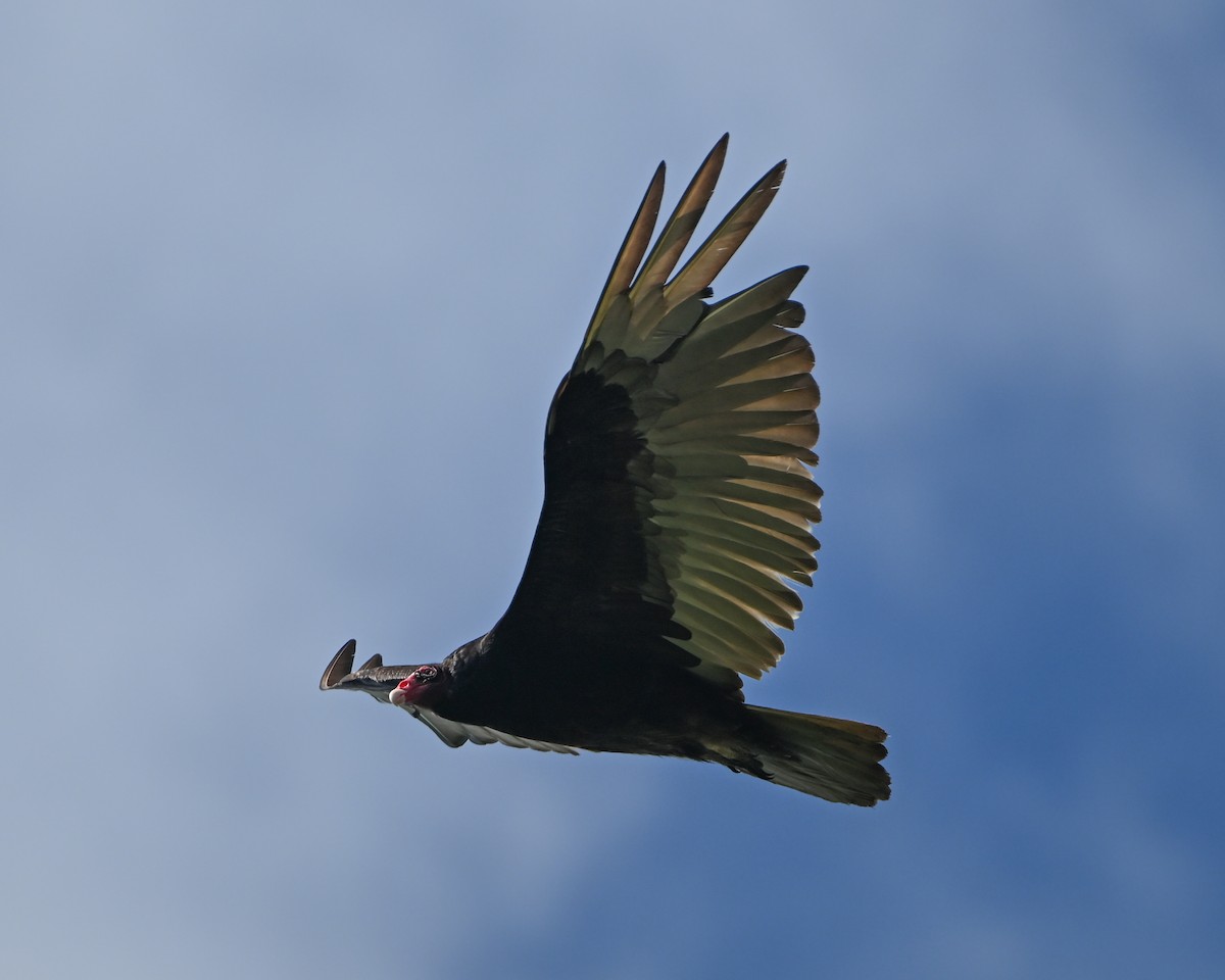 Turkey Vulture - ML620067171