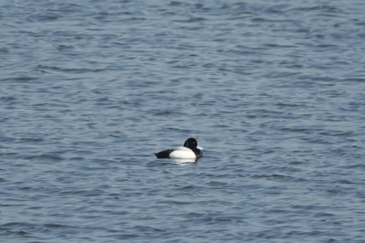 Greater Scaup - ML620067202