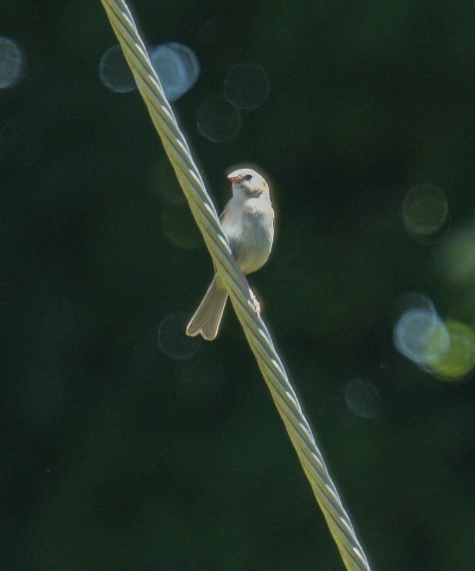 Field Sparrow - ML620067216